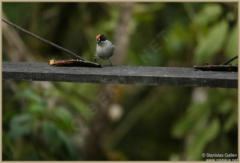 Slaty Brushfinch male adult