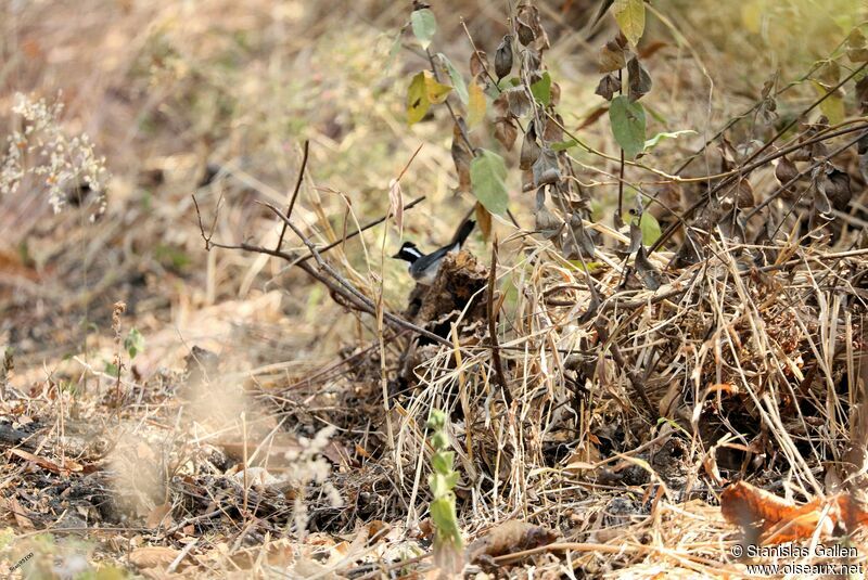 Black-capped Sparrow male adult