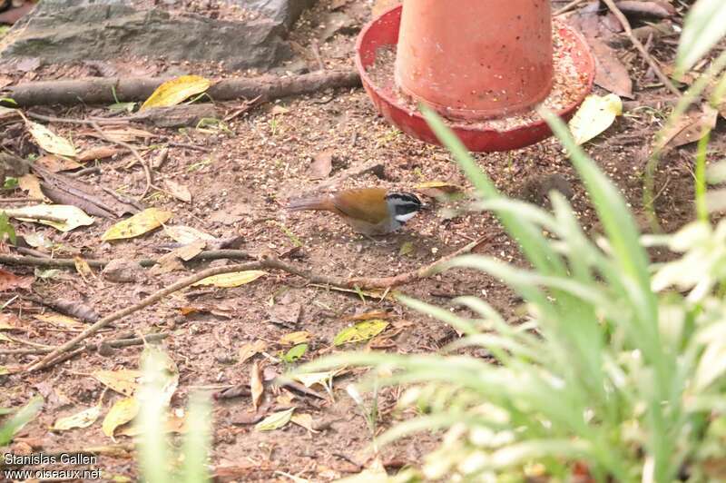 Sierra Nevada Brushfinch male adult breeding, eats