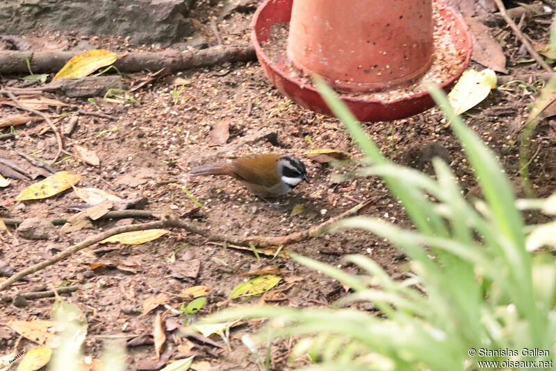 Sierra Nevada Brushfinch male adult breeding