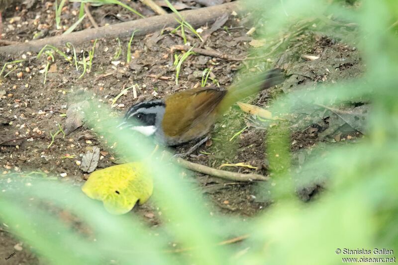 Sierra Nevada Brushfinch male adult breeding, walking, eats