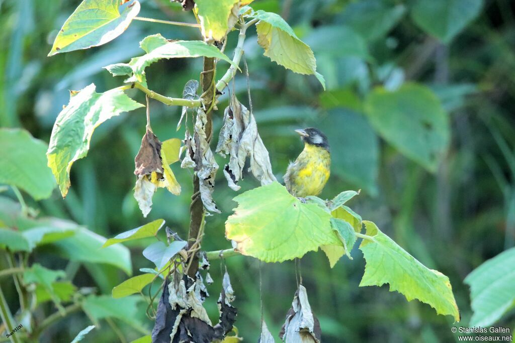 Santa Marta Brushfinch