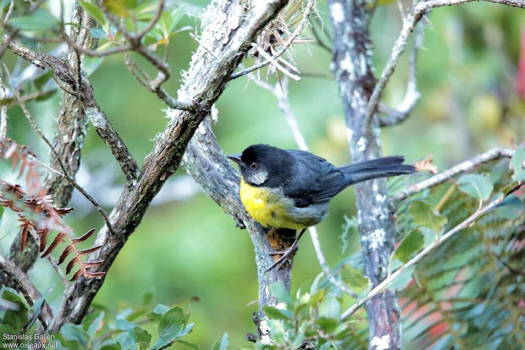 Santa Marta Brushfinch
