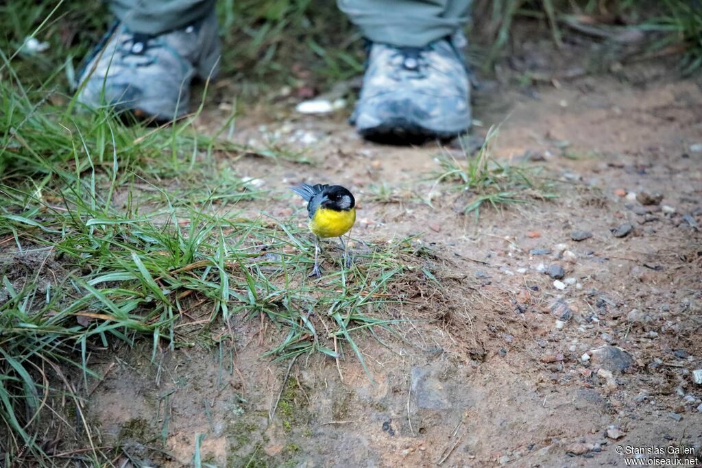 Santa Marta Brushfinch