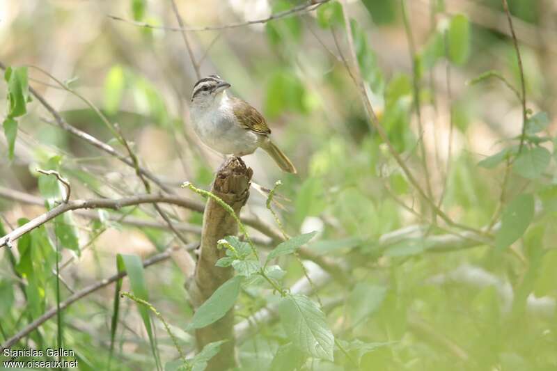 Tocuyo Sparrowadult, identification, Reproduction-nesting