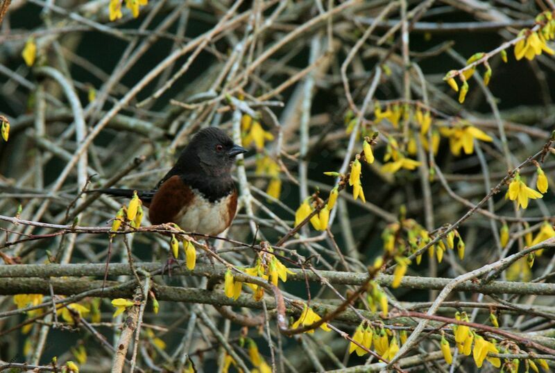 Spotted Towhee male adult