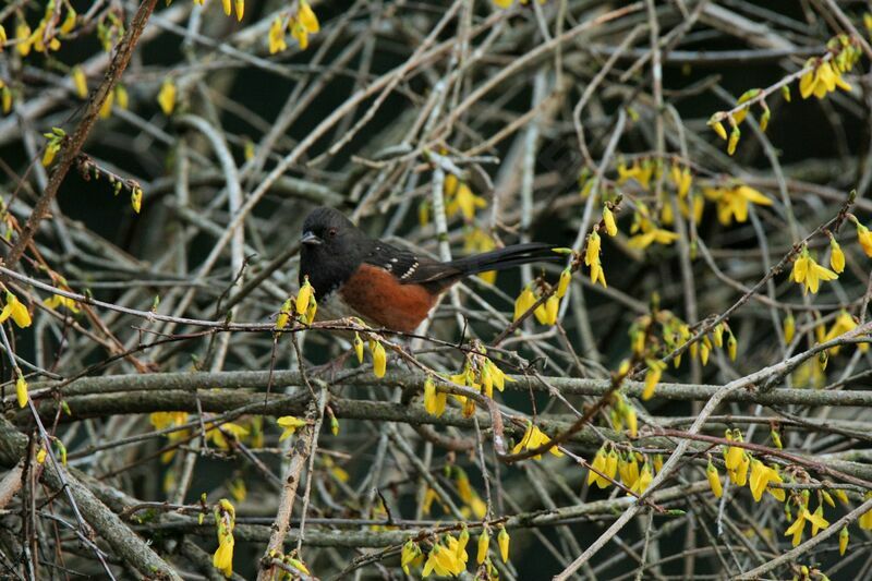 Spotted Towhee male adult