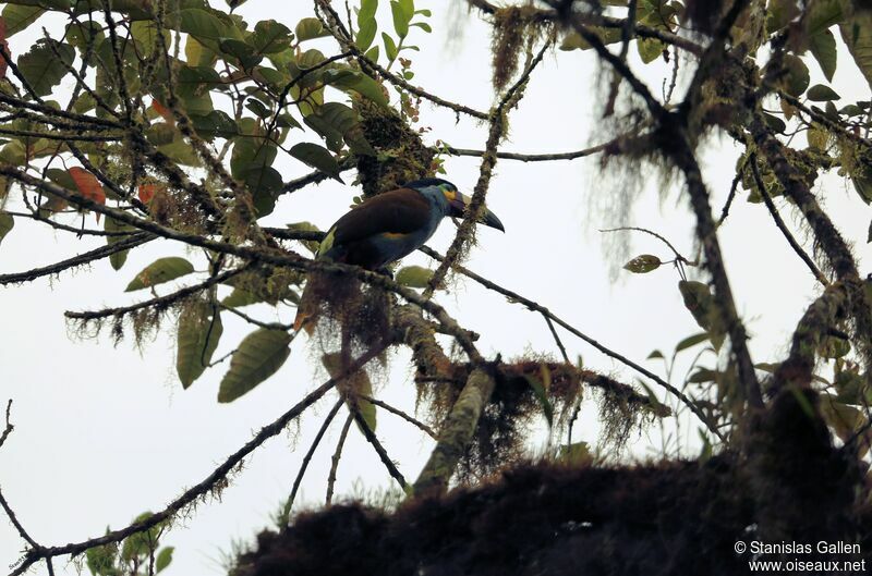 Plate-billed Mountain Toucanadult