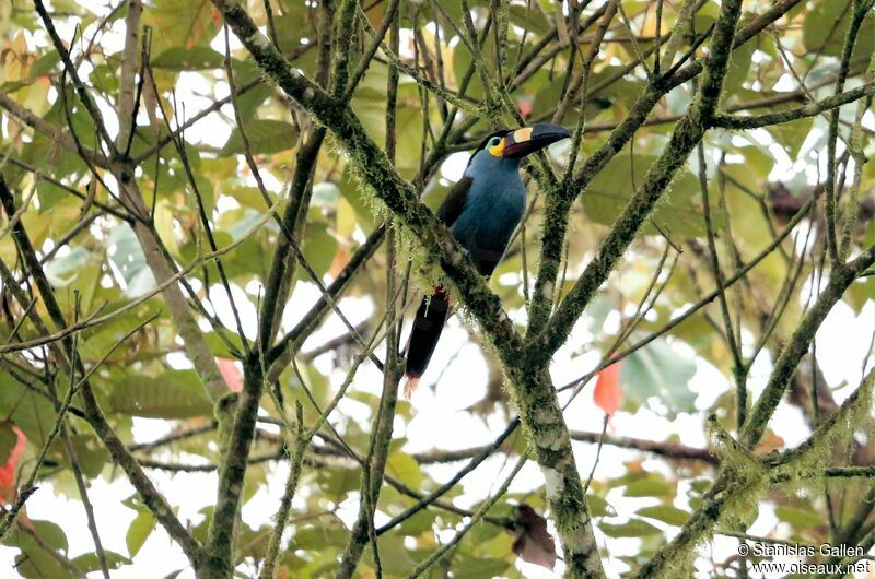 Plate-billed Mountain Toucanadult