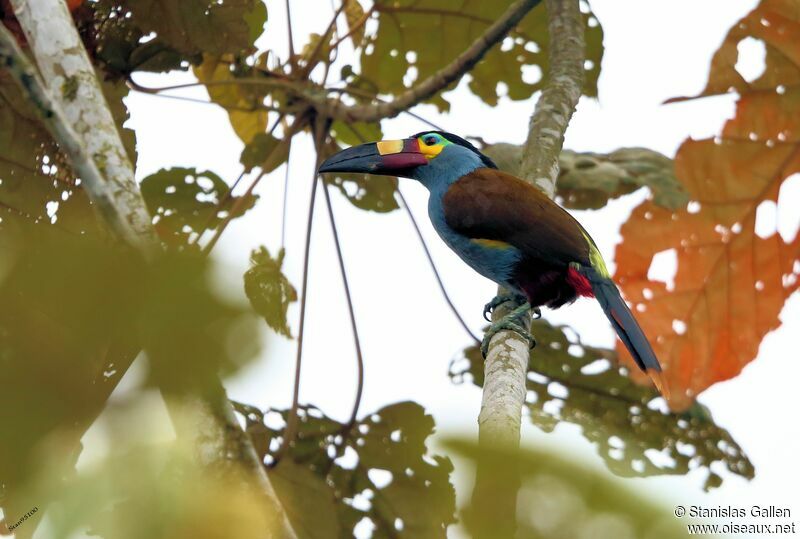 Plate-billed Mountain Toucanadult