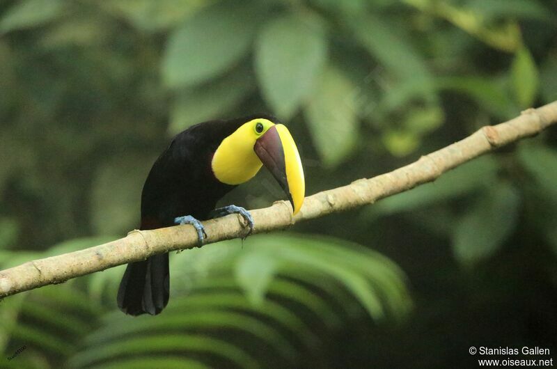 Yellow-throated Toucan