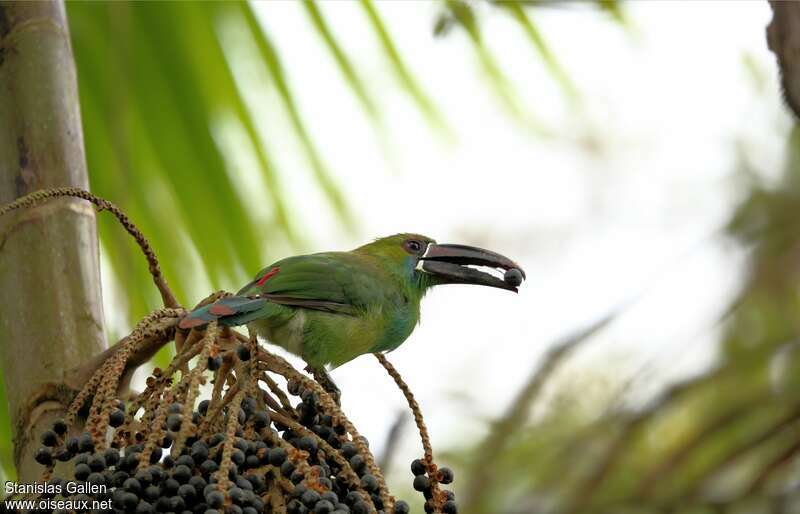 Toucanet à croupion rougeadulte, régime, mange