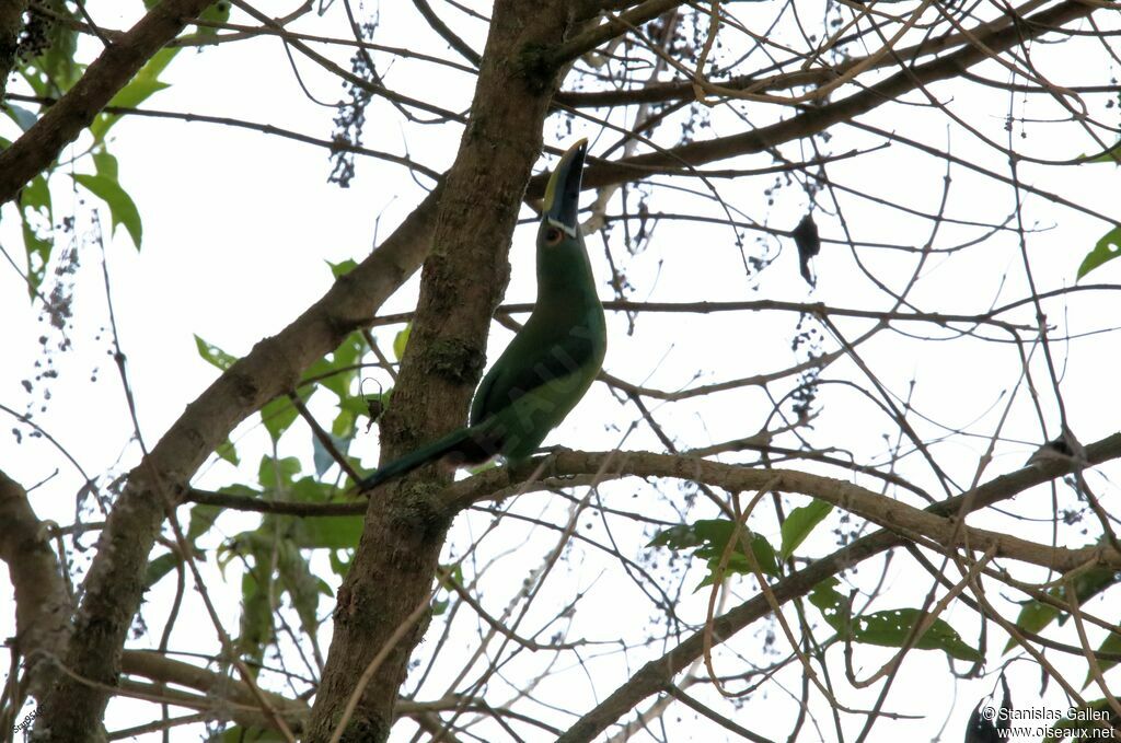 Toucanet à gorge blanche
