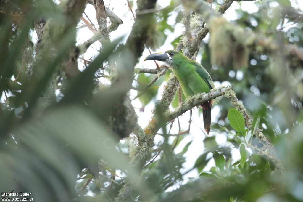 Toucanet à gorge blanche