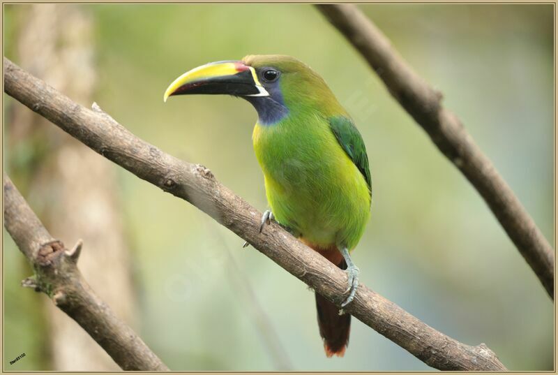 Toucanet à gorge bleueadulte