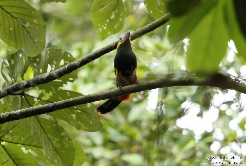 Toucanet de Reinwardt mâle adulte nuptial, parade