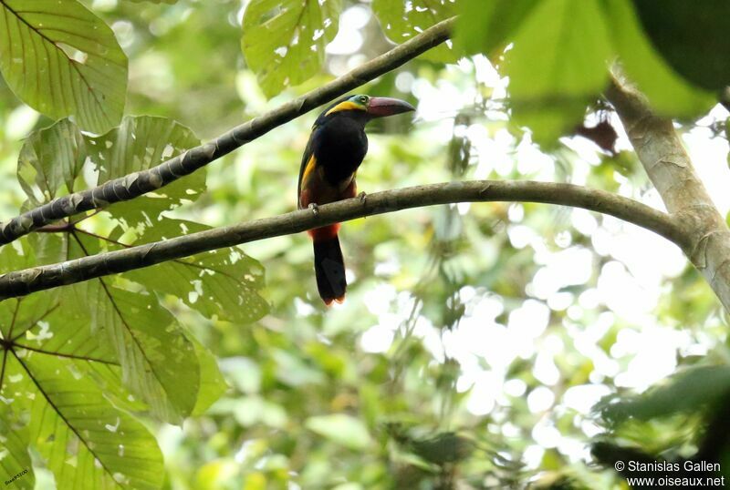 Toucanet de Reinwardt mâle adulte nuptial, parade