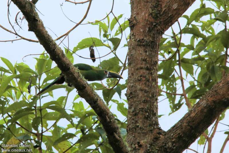 Toucanet des Andesadulte nuptial, habitat