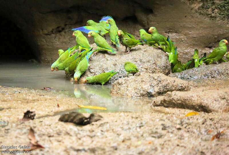 Cobalt-winged Parakeetadult, drinks