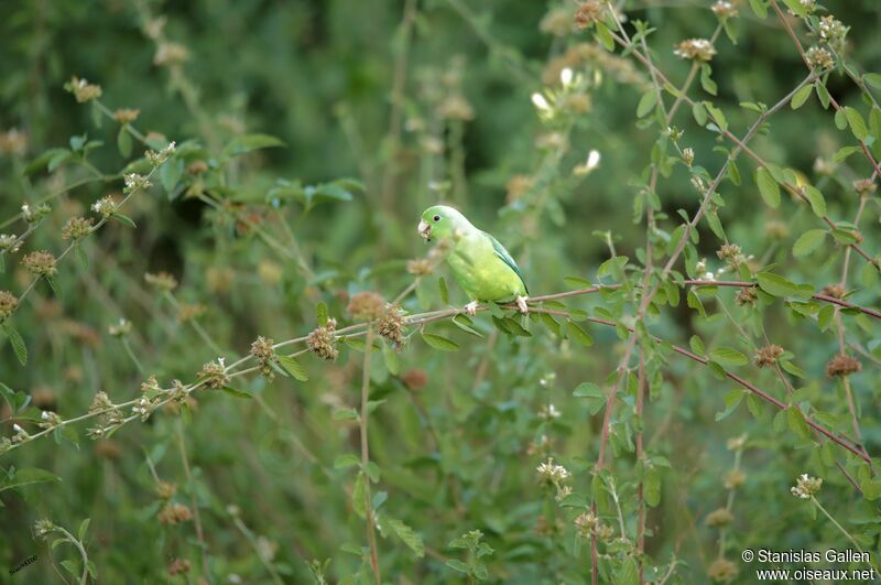 Cobalt-rumped Parrotletadult, eats