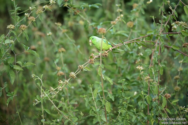 Cobalt-rumped Parrotletadult, eats