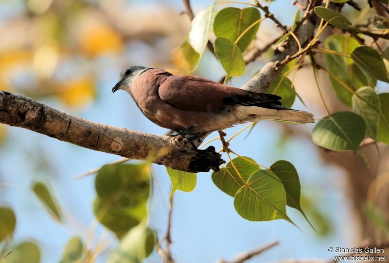 Red Collared Dove male adult, song