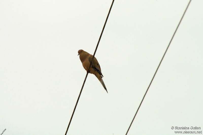 Mourning Dove