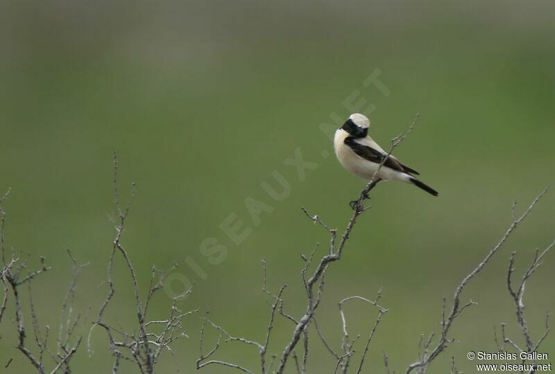 Desert Wheatear male adult breeding, pigmentation, fishing/hunting