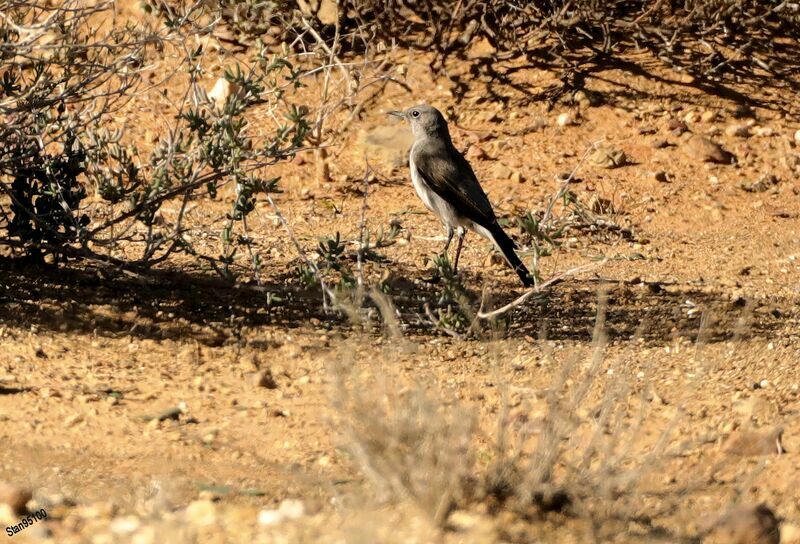 Karoo Chat male adult, walking