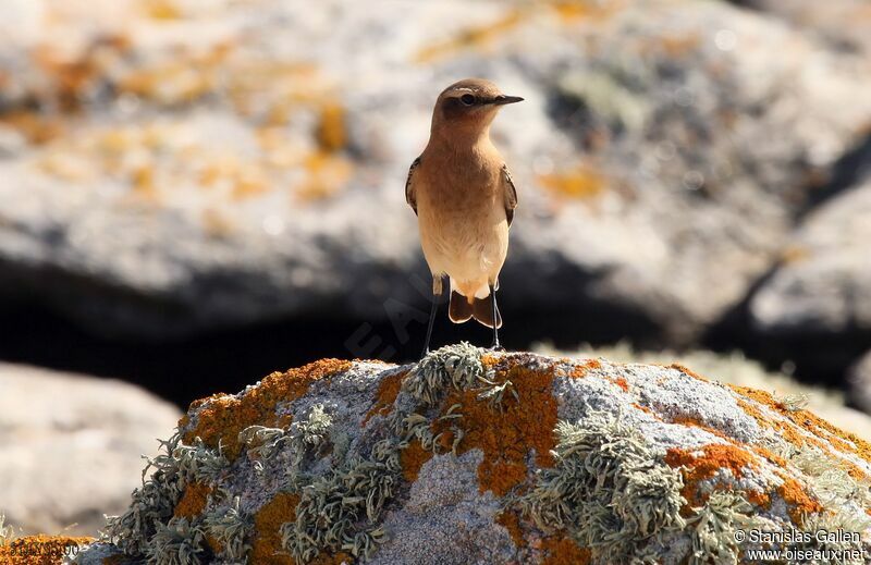 Northern Wheatearadult transition