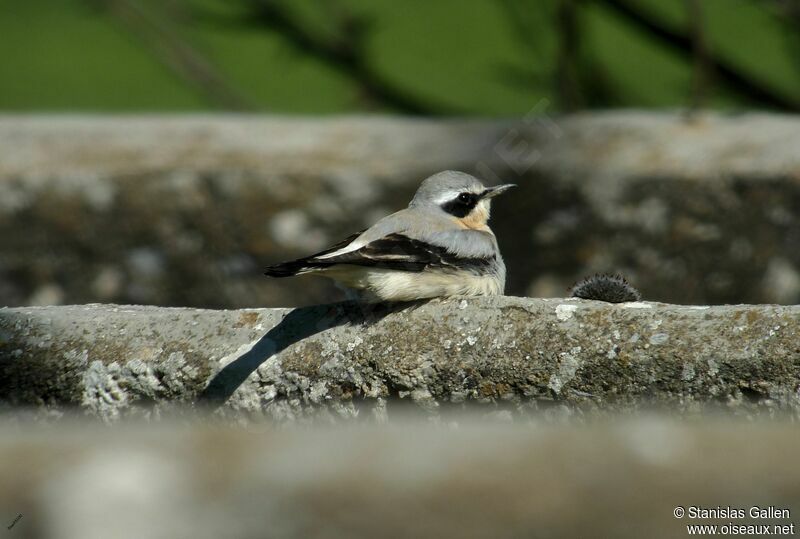 Northern Wheatear male adult breeding