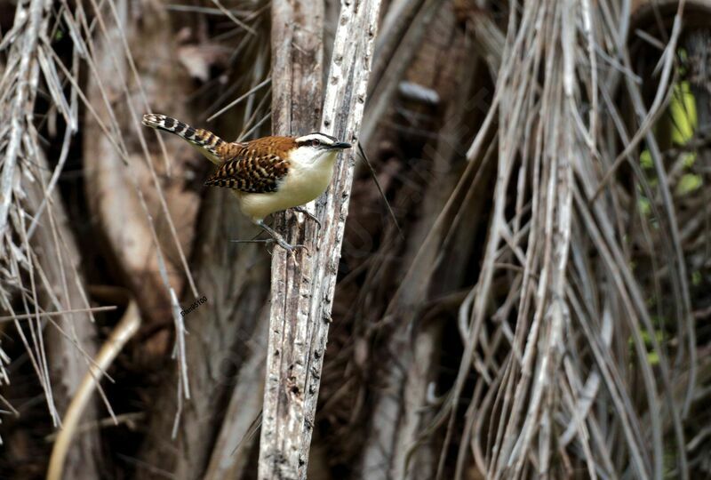 Rufous-backed Wren male adult