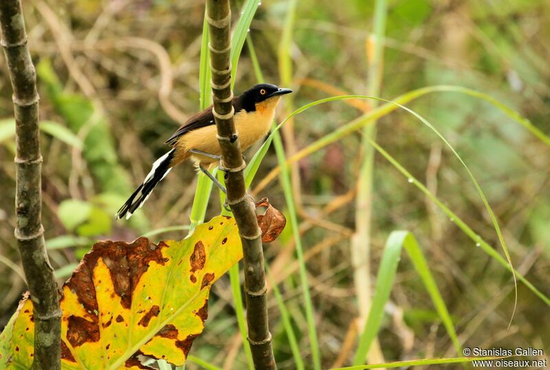 Black-capped Donacobiusadult breeding