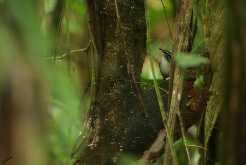 White-breasted Wood Wrenadult