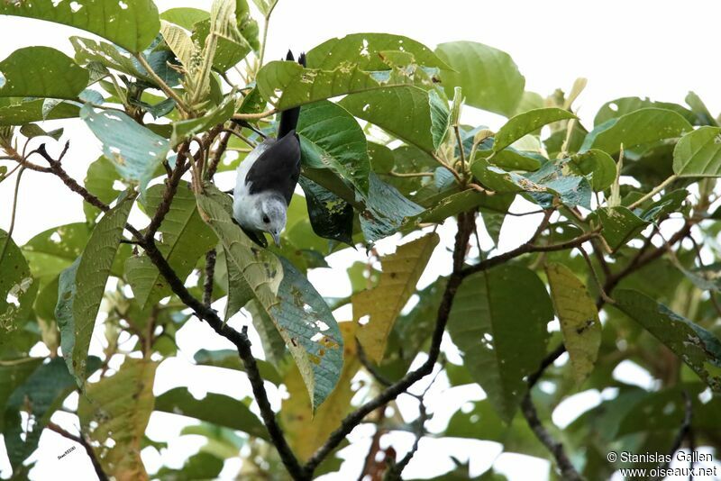 White-headed Wrenadult, Reproduction-nesting