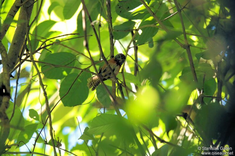 Rufous-breasted Wren male adult breeding