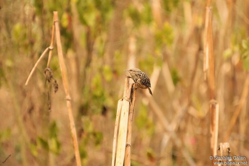 Band-backed Wrenadult breeding