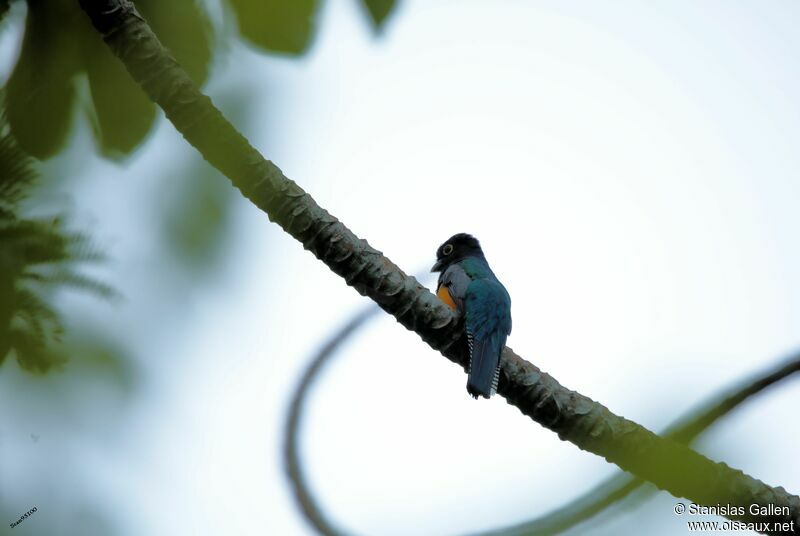 Gartered Trogon male adult breeding, song