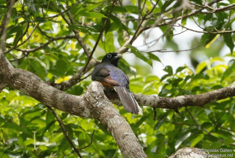 Green-backed Trogon female adult