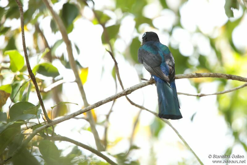 Black-headed Trogon male adult, pigmentation