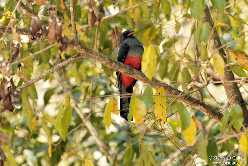 Slaty-tailed Trogon male adult breeding