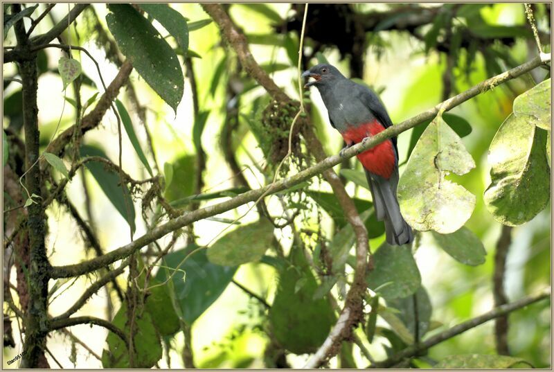 Slaty-tailed Trogon female adult breeding