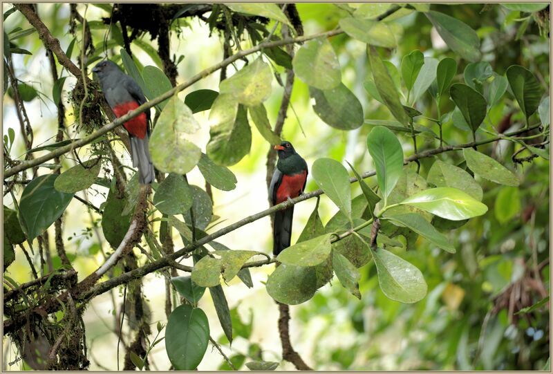 Slaty-tailed Trogonadult breeding