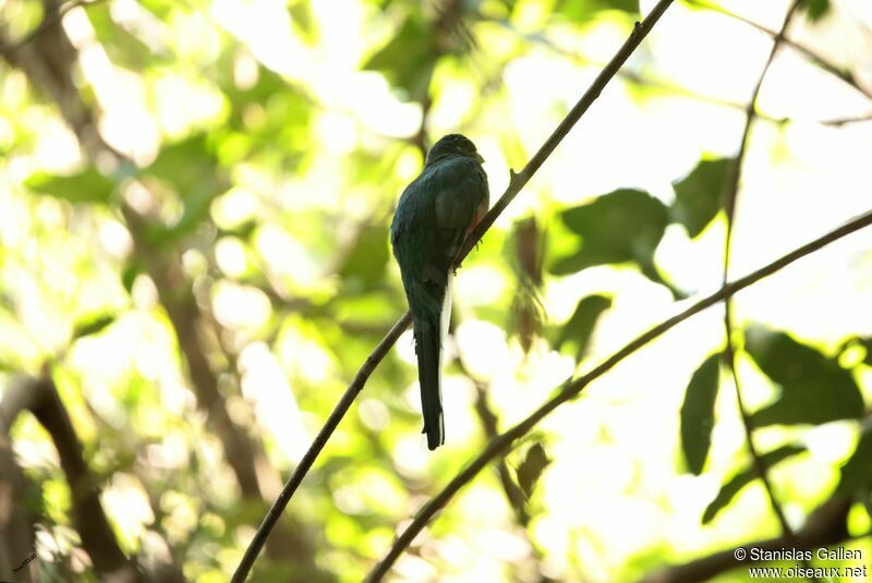 Trogon narina femelle adulte