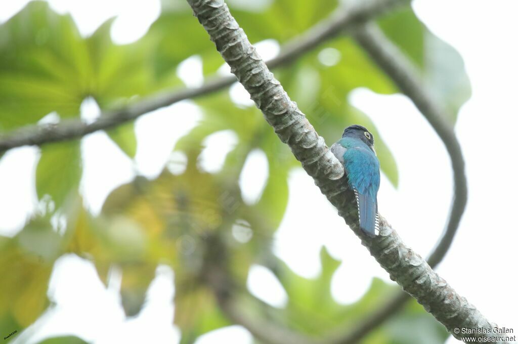 Trogon pattu
