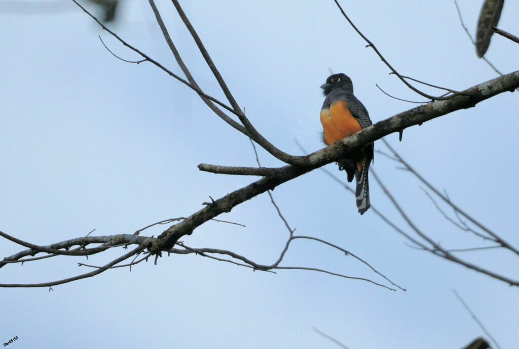 Trogon pattu