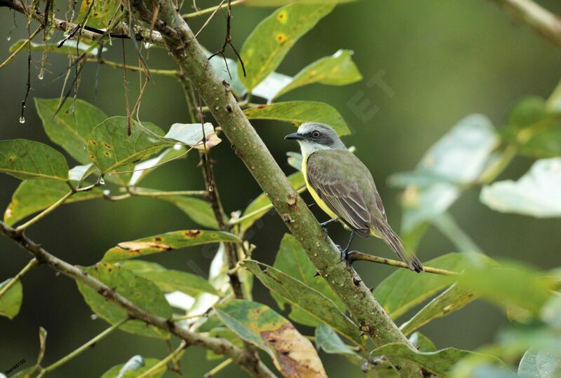 Grey-capped Flycatcheradult