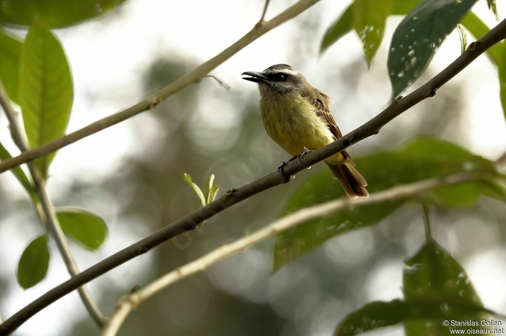 Golden-bellied Flycatcheradult, eats