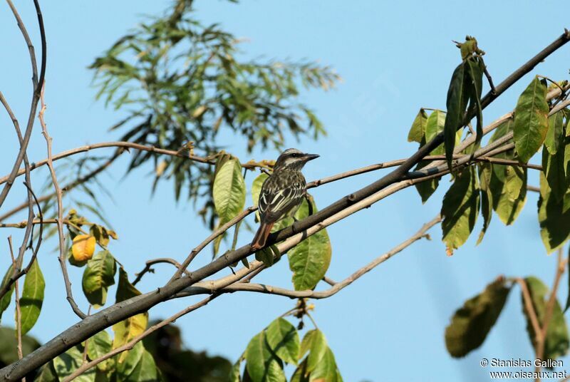 Streaked Flycatcheradult breeding