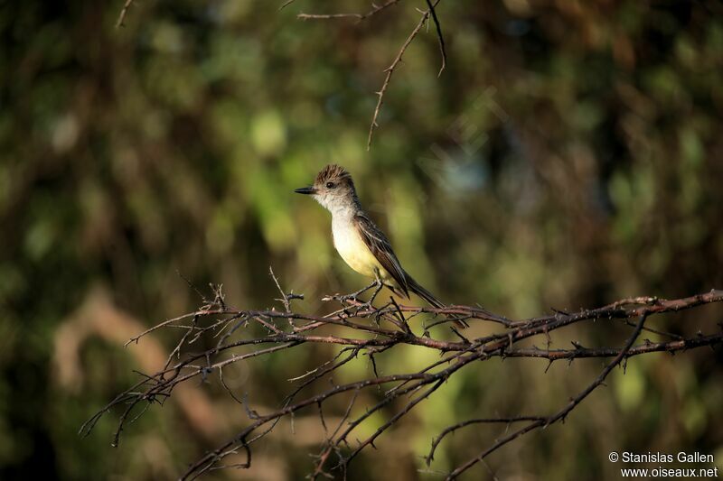 Brown-crested Flycatcheradult